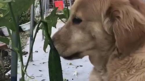 狗吃刺瓜,刺瓜美食之旅