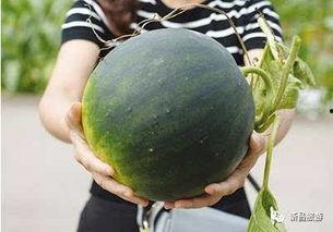 土澳吃瓜群,揭秘澳大利亚的社交圈秘密