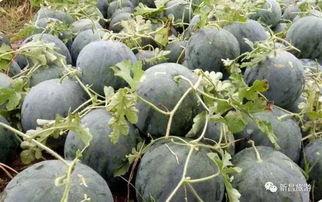 土澳吃瓜群,揭秘澳大利亚的社交圈秘密