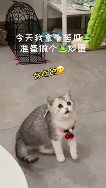 猫吃凉瓜
