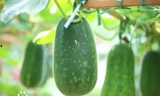 秋后吃瓜,探寻秋后吃瓜的乐趣与营养